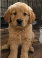 Bambi, a female Golden Retriever for sale in Victorville, CA – 2 of 5