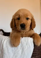 Blossom, a female Golden Retriever for sale in Victorville, CA – 4 of 4
