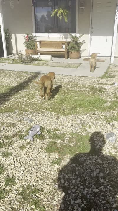 cleo, a female Golden Retriever for sale in Victorville, CA – 5 of 5