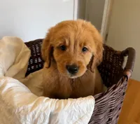 Bear, a male Golden Retriever for sale in Victorville, CA – 4 of 6