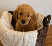 Blue, a male Golden Retriever for sale in Victorville, CA – 3 of 5