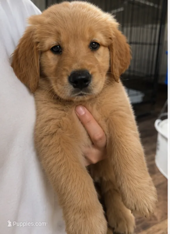 Bambi – Golden Retriever puppy for sale in Victorville, CA