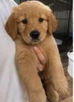 Bambi, a female Golden Retriever for sale in Victorville, CA – 1 of 5