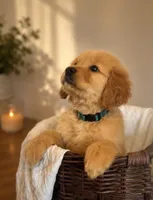 Bailey, a male Golden Retriever for sale in Victorville, CA – 2 of 6