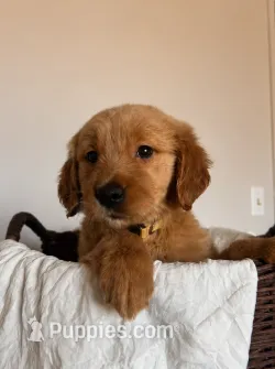 Bella – Golden Retriever puppy for sale in Victorville, CA