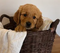 Blue, a male Golden Retriever for sale in Victorville, CA – 4 of 5