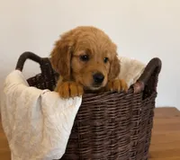 Blue, a male Golden Retriever for sale in Victorville, CA – 2 of 5