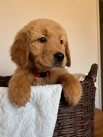 Bonnie, a female Golden Retriever for sale in Victorville, CA – 2 of 4