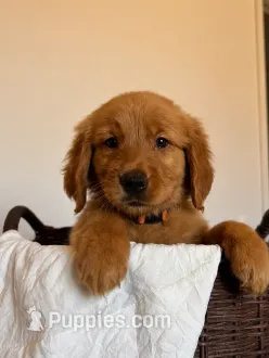 Bambi – Golden Retriever puppy for sale in Victorville, CA
