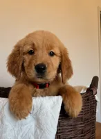 Bonnie, a female Golden Retriever for sale in Victorville, CA – 3 of 4