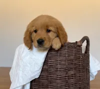 Bear, a male Golden Retriever for sale in Victorville, CA – 2 of 6