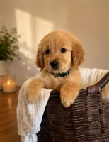 Bailey, a male Golden Retriever for sale in Victorville, CA – 4 of 6
