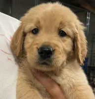 Buddy, a male Golden Retriever for sale in Victorville, CA – 2 of 5