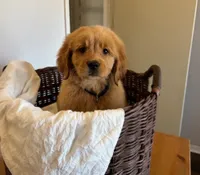 Bear, a male Golden Retriever for sale in Victorville, CA – 6 of 6