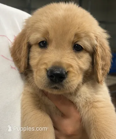 Buddy – Golden Retriever puppy for sale in Victorville, CA