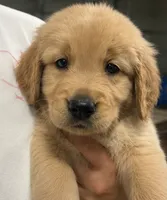 Buddy, a male Golden Retriever for sale in Victorville, CA – 1 of 5
