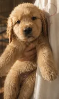 Bella, a female Golden Retriever for sale in Victorville, CA – 1 of 4