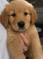 Bambi, a female Golden Retriever for sale in Victorville, CA – 3 of 5
