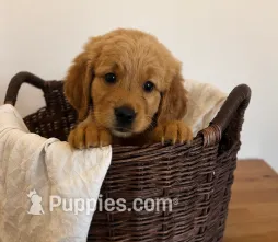Blue – Golden Retriever puppy for sale in Victorville, CA