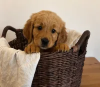 Blue, a male Golden Retriever for sale in Victorville, CA – 1 of 5