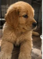 Bambi, a female Golden Retriever for sale in Victorville, CA – 5 of 5