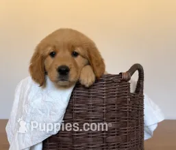 Bear – Golden Retriever puppy for sale in Victorville, CA