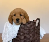 Bear, a male Golden Retriever for sale in Victorville, CA – 1 of 6
