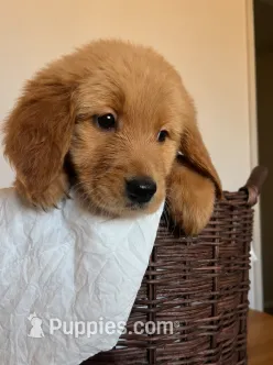 Bonnie – Golden Retriever puppy for sale in Victorville, CA