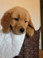 Bonnie, a female Golden Retriever for sale in Victorville, CA – 1 of 4