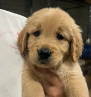 Buddy, a male Golden Retriever for sale in Victorville, CA – 4 of 5