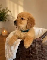 Bailey, a male Golden Retriever for sale in Victorville, CA – 5 of 6