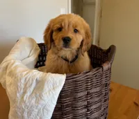 Bear, a male Golden Retriever for sale in Victorville, CA – 5 of 6