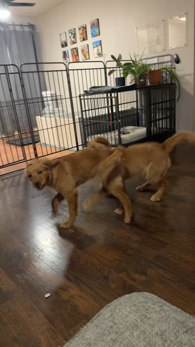 cleo, a female Golden Retriever for sale in Victorville, CA – 3 of 5