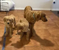 cleo, a female Golden Retriever for sale in Victorville, CA – 2 of 5