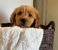 Bear, a male Golden Retriever for sale in Victorville, CA – 3 of 6