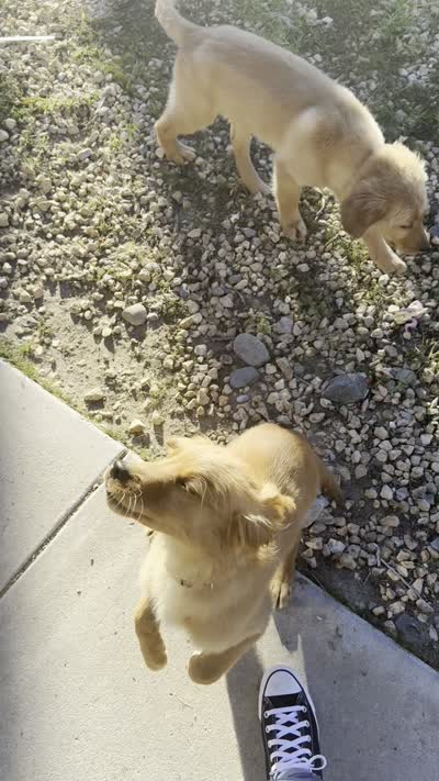 cleo, a female Golden Retriever for sale in Victorville, CA – 4 of 5