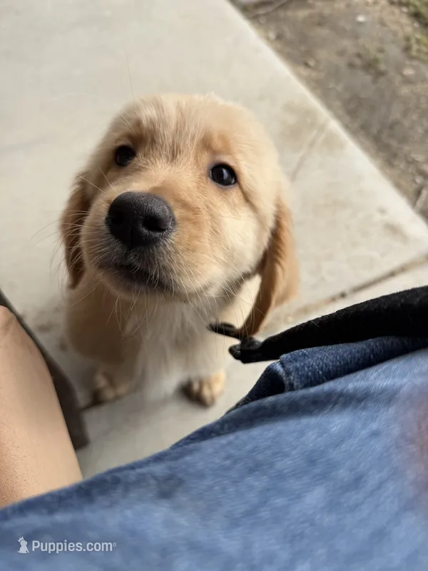 cleo – Golden Retriever puppy for sale in Victorville, CA