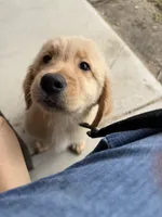 cleo, a female Golden Retriever for sale in Victorville, CA – 1 of 5