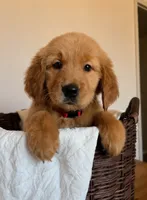 Bonnie, a female Golden Retriever for sale in Victorville, CA – 4 of 4