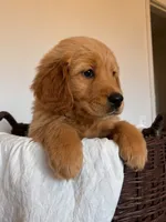 Blossom, a female Golden Retriever for sale in Victorville, CA – 3 of 4