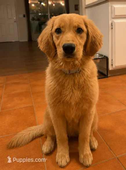 cleo – Golden Retriever puppy for sale in Victorville, CA