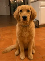 cleo, a female Golden Retriever for sale in Victorville, CA – 1 of 1
