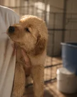 Bella, a female Golden Retriever for sale in Victorville, CA – 3 of 4