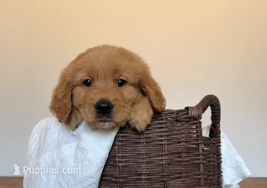 Buck – Golden Retriever puppy for sale in Victorville, CA