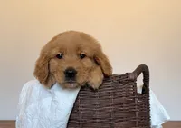 Buck, a male Golden Retriever for sale in Victorville, CA – 1 of 2