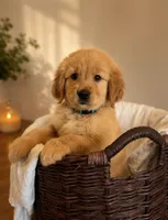 Bailey, a male Golden Retriever for sale in Victorville, CA – 6 of 6