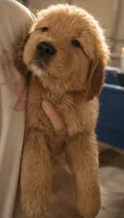 Bella, a female Golden Retriever for sale in Victorville, CA – 2 of 4