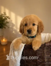 Bailey – Golden Retriever puppy for sale in Victorville, CA