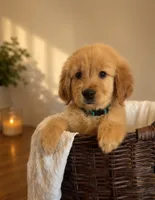 Bailey, a male Golden Retriever for sale in Victorville, CA – 1 of 6