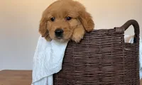 Buck, a male Golden Retriever for sale in Victorville, CA – 2 of 2